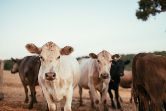 Group of curious cows standing in a dry pasture under a clear sky, facing the camera at eye level.
